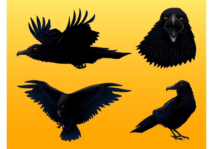 wings Ravens raven mean fly feathers fauna eyes evil detailed Crows crow birds bird animals 