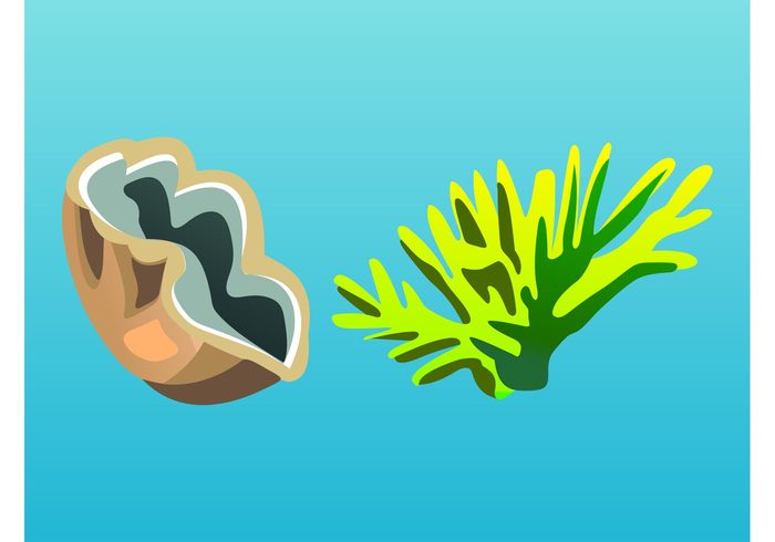 water underwater summer seaweed plant oyster ocean marine clam Aquatic animal  