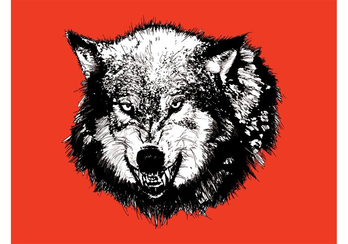 wolf wilderness wild teeth predator mad head fur Fangs animal angry 