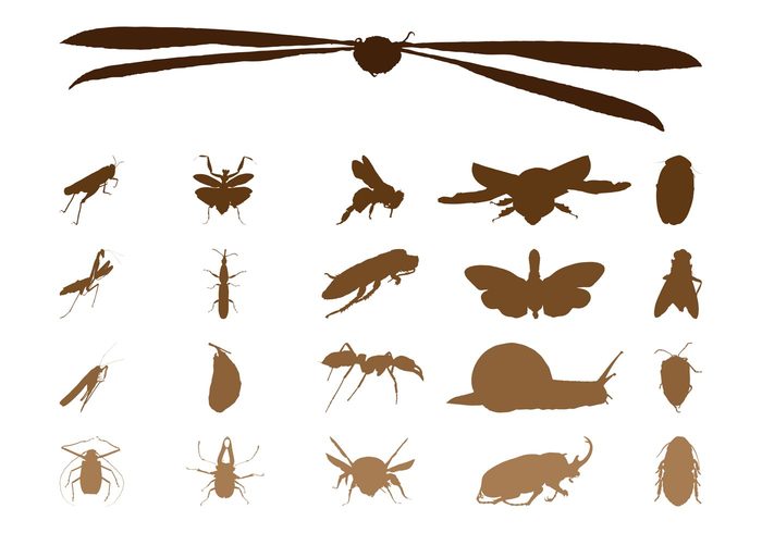 wings Stinkbug snail silhouettes silhouette Pest insects insect fly fauna dragonfly bugs bug animals animal 