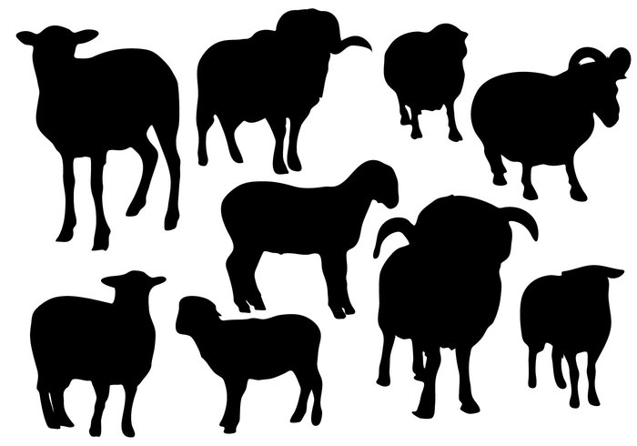 young wool white thread sheeps sheep silhouette sheep ram pasture nature milk meat meal meadow mammal lamb black animal 