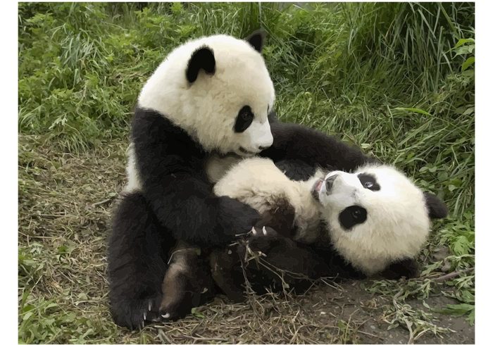 wildlife Vector image Playing pandas playful panda Giant pandas Giant funny Amazing animals  