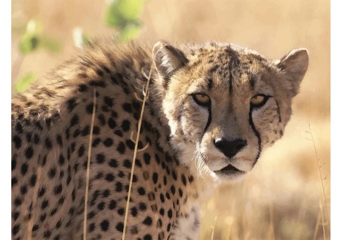 wallpaper savanna nature image grassland Feline Fastest fast close-up cheetah cat beautiful animal 