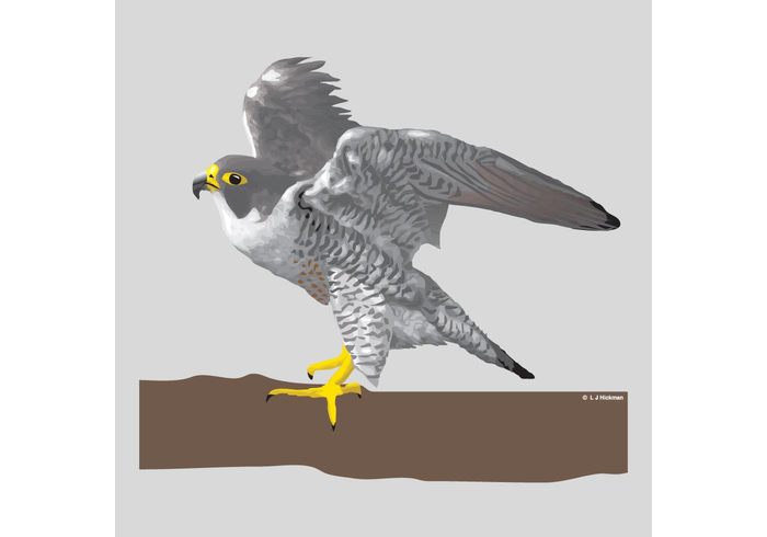 wing wildlife nature landing illustration icon hunting freedom feather falcon drawing bird animal american  