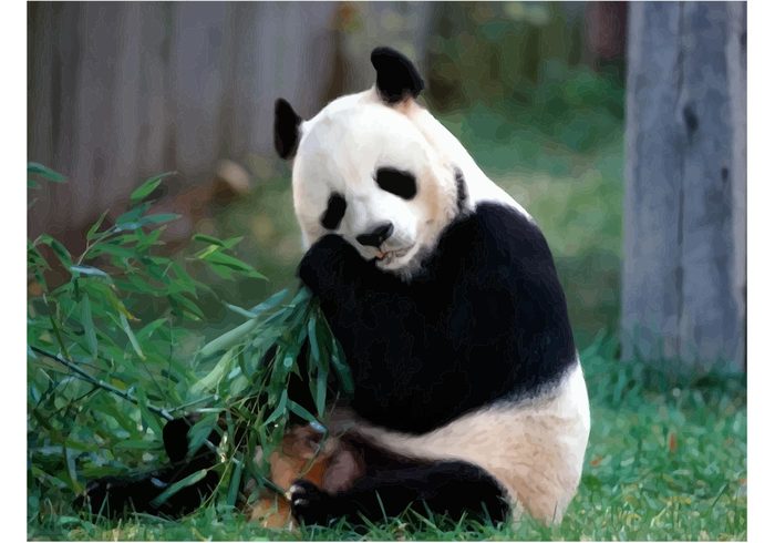 wildlife panda bear panda leaf Giant panda forest Endangered bear Bamboo leaves bamboo animal 