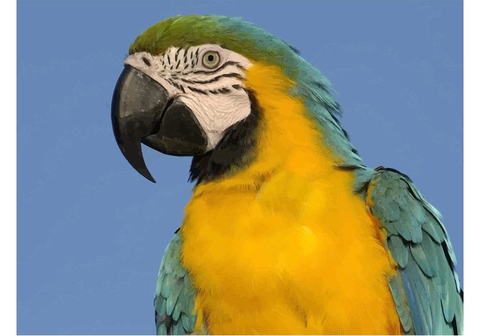 yellow wallpaper vector smart parrot nature Macaw parrot Macaw Endangered blue birds animal 