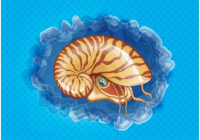 valve Tusk spiral snail shell seashell sea protection ocean Nacre clam Chiton beach animal 