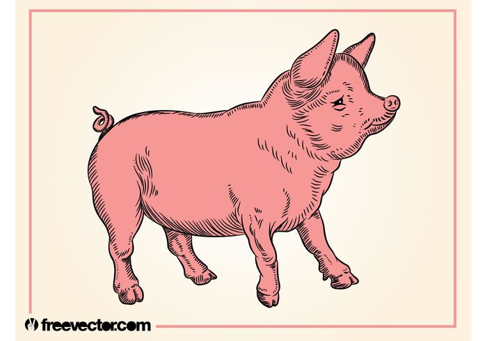 vintage retro pork piglet pig Livestock hand drawn fauna farm Domesticated animal 