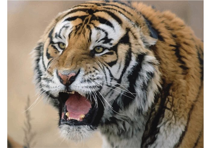 wildlife wallpaper vector tiger Siberian tiger Siberian predator hunter Extinct beautiful animals  