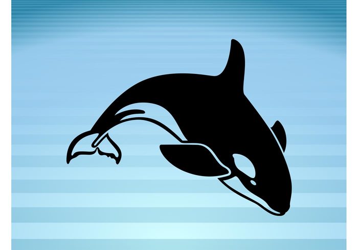 wildlife Whale vector whale water swim sea predator orca ocean marine mammal killer whale jump Intelligent animals 