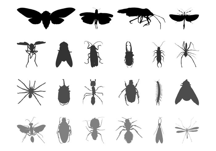 spider silhouettes silhouette Pests legs insects insect fly fauna Earwig Centipede butterfly bugs bug Beetles beetle animals animal 
