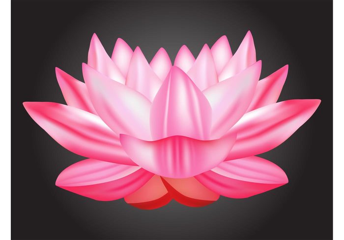 religion relax plant petals oriental Lotus vector logo japan flower floral exotic Eastern culture china blossom bloom asia 