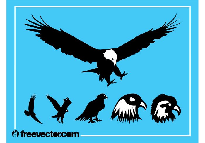 wings silhouettes nature head flying fly flight fauna eagles bird bald eagle animals animal A birds 