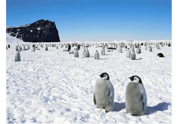 wildlife wallpaper Waddle penguins penguin Little penguin group Endangered Antarctica animals 
