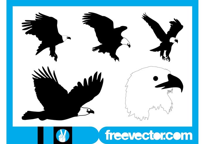 wings USA silhouettes nature head flying fly fauna eagles eagle birds bald eagle animals american 
