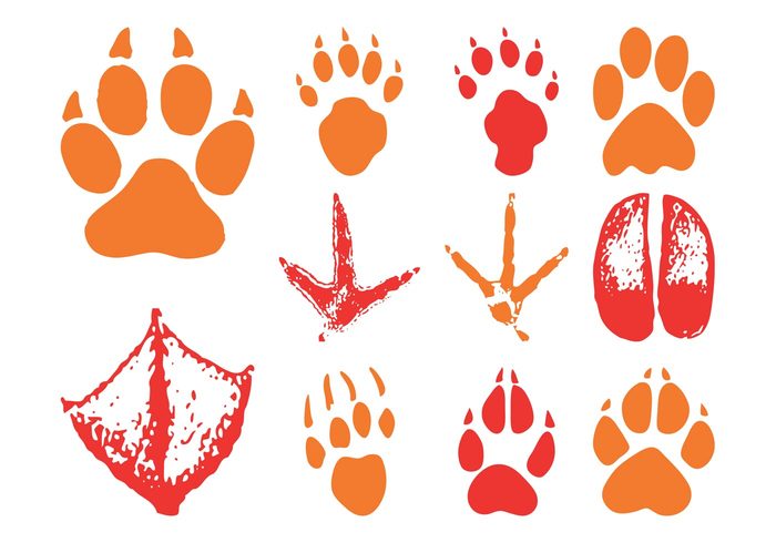 wildlife wilderness paws paw print paw nature legs Hooves Hoof footprint fauna claws birds animals 