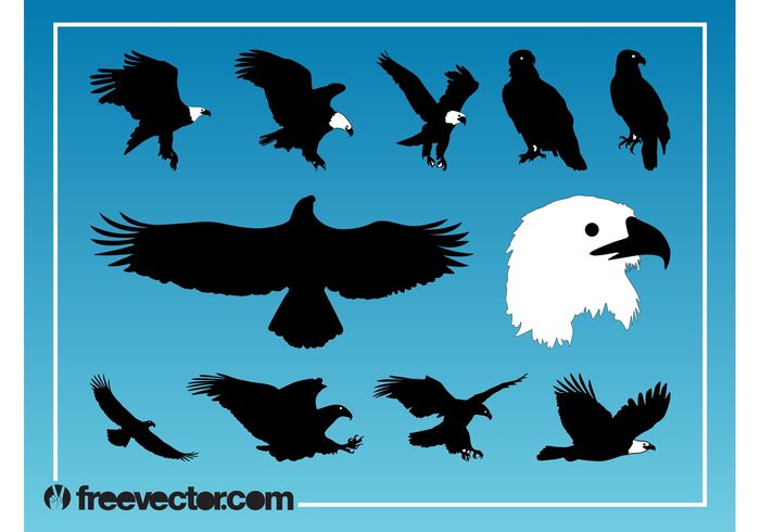 wings silhouettes silhouette Ornithology nature head flying fly feathers fauna eagles eagle birds Bald eagles animals 
