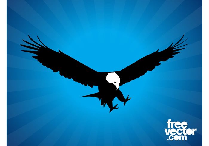 wings USA silhouette nature flying fly feathers fauna eagle bird bald eagle animal 