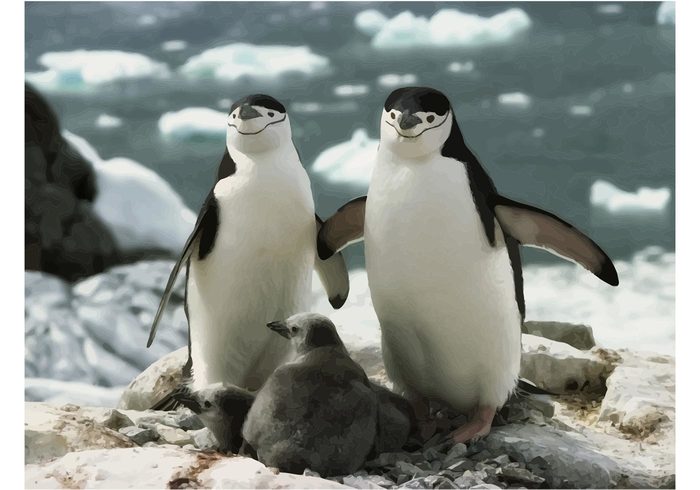 wildlife penguins Penguin family newborn Endangered Baby penguin Antarctica Amazing animals 