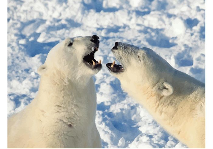 wildlife snow Polar bear cub polar bear igloo Funny polar bear funny animals Endangered species 