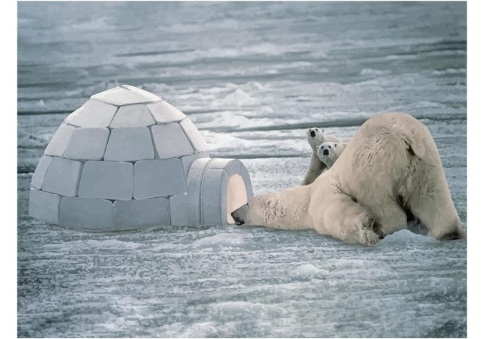 wildlife snow Polar bear cub polar bear igloo Funny polar bear funny animals Endangered species  