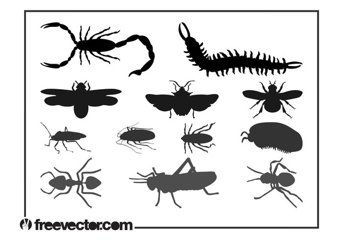 silhouettes silhouette scorpion Pests nature insects insect grasshopper fauna Cockroach Centipede Beetles Arthropods ant animals animal 