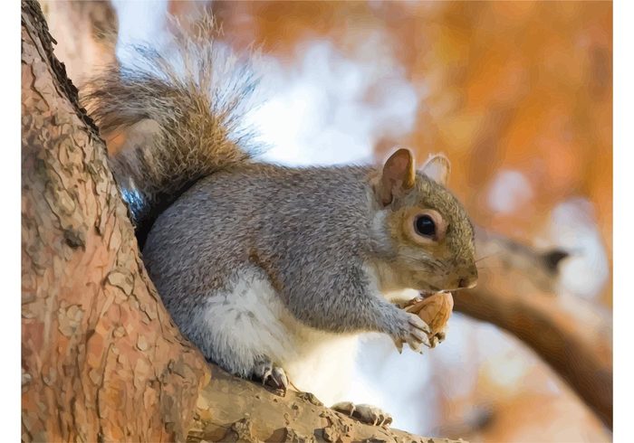 Tree squirrel squirrel rodent nuts Nut crazy nut image eating Desktop background cute animals 