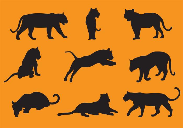 wildlife wild tiger silhouettes tiger silhouette tiger strength silhouette safari Pussycat paw nature mammal lion leopard isolated hunting fur Feline fauna Claw cat Carnivore bengal animal  