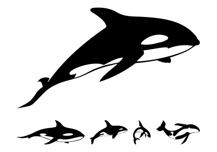 silhouettes sea Orcas Orca whale orca ocean nature marine Killer whales killer whale fauna Aquatic animals animal  