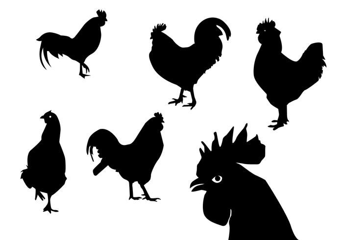 tail silhouette rooster silhouettes rooster silhouette rooster poultry nature hens hen silhouette Fowl Fight feathers fauna farm Domestic cockerel cock chinese chicken black bird beak astronomy astrology animal agriculture 