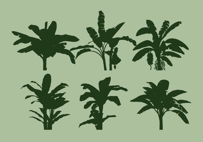 tropical tree silhouette plant nature leaf green forest flora exotic banana tree banana Amazon 