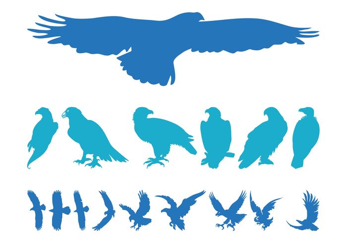 wings silhouettes nature flying fly fauna eagles eagle birds bird beaks animals animal 