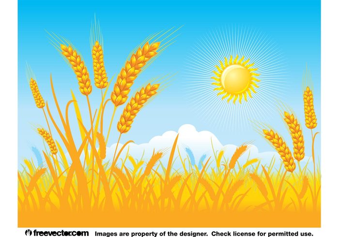 wheat sun sky plants meadow harvest grow farming farm environment Cultivated crops clouds agriculture 