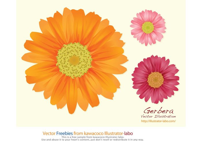 wallpaper summer spring season realistic postcard nature invitation greeting card gerbera flowers colorful celebration 
