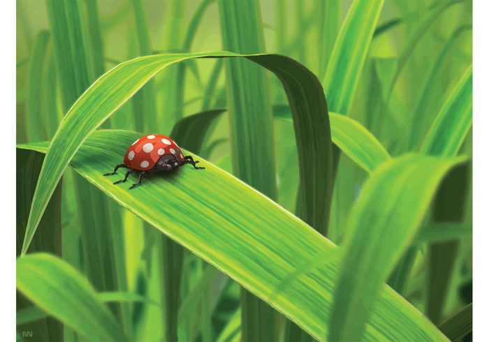 summer spring plant outdoors nature micro macro life ladybug ladybird insect healthcare growth grass garden environment animal 