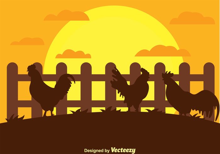 sun silhouette rooster silhouettes rooster silhouette rooster poultry picket fence hill Hen grass Fowl fence farming farm background farm cloud chicken silhouette chicken bird afternoon 