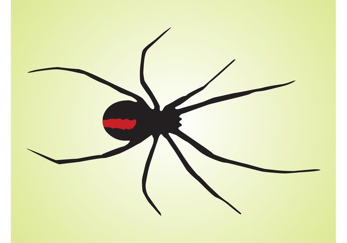 Spot Spider vector rounded Red back spider poison nature legs Dangerous danger body Black widow vector animal 