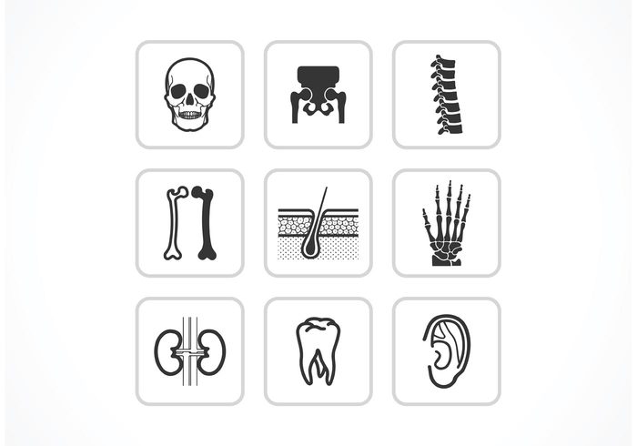 vector Tooth symbol skin skeleton set science organ kidney Joint icon human ear Human heart bones and joints Bone body anatomy 