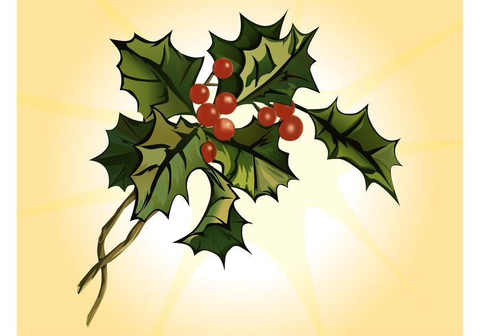 winter Stems round plant Mistletoe kiss leaves holiday fruit festive decorative decoration christmas branch 