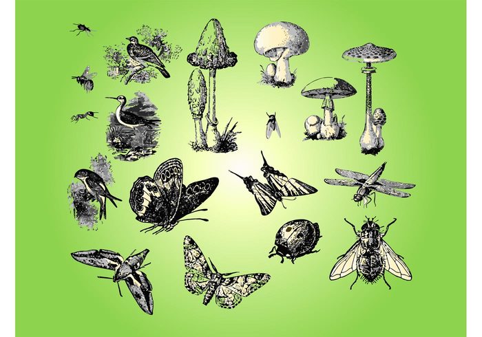 wood plants park nature mushrooms insects forest fly Flora design Fauna vectors duck bug birds beetle ant animals  