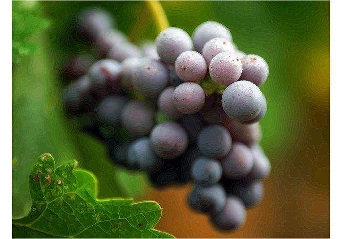 wine vine sweet Ripe red purple plant Healthy grapes grape fruit food eating bunch Berry autumn 