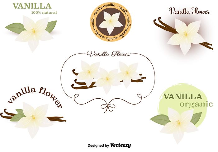 vanilla spice vanilla pod vanilla flowers vanilla flower vanilla spices Spice pod plant nature leaf Herb flowers floral flavour aromatic 