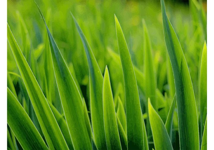 vibrant stem Outdoor morning meadow macro lawn growth grass garden fresh flora field day close-up close 