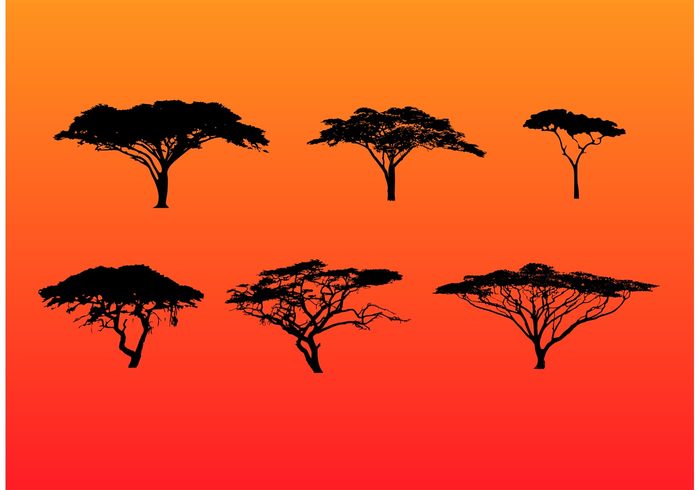 trees tree silhouette tree sunset sunrise silhouette sahara plant landscape black african tree african africa acacia tree silhouette acacia tree acacia 