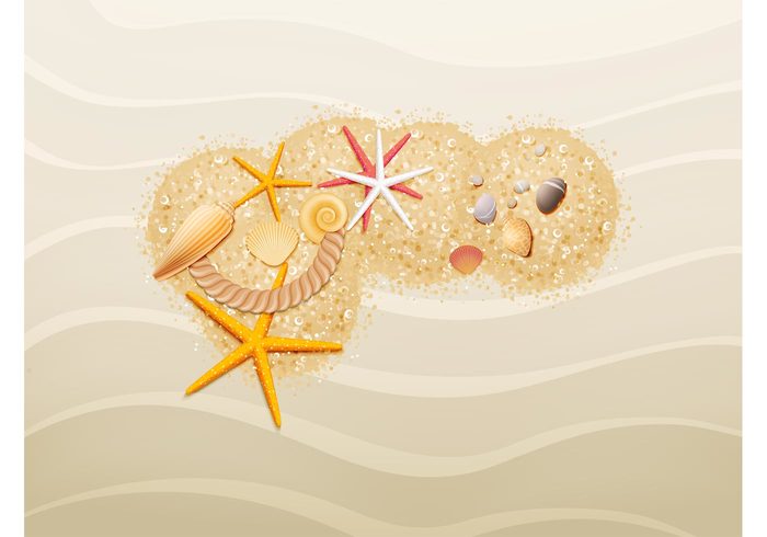 starfish snails shells seaside Sea stars Sea snail sand rocks pebbles holiday Clams beach  