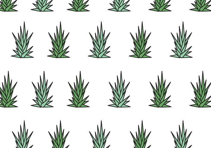 succulent repeat plant pattern nature maguey Healthy green flower background Aloe vera Aloe 