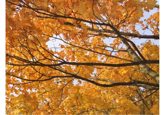 wood USA season Outdoor oak nature natural maple leaf golden forest foliage flora Fall Europe change canada branch botany autumn 