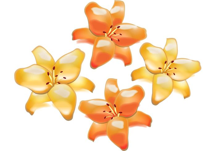 yellow orange nature lily lilies flowers flower vector flower 