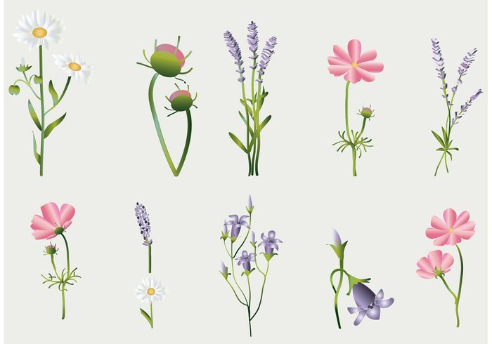 wild summer spring provence pink nature meadow leaf lavender flowers lavender flower Lavender herbs herbal grass flower field Chamomile Campanula botany botanical bluebell blossom bloom 