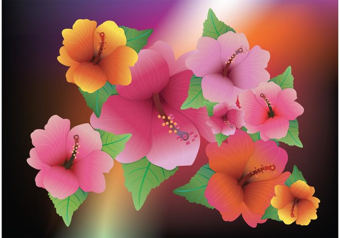 tropical radiant plants petals petal hibiscus gradients flowers flower floral exotic effect colors colorful blur beautiful  
